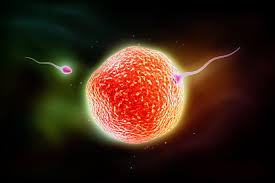 Sperm (Meni Analizi)