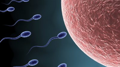 Spermin yumurtayla birleşmesi ne kadar sürer?