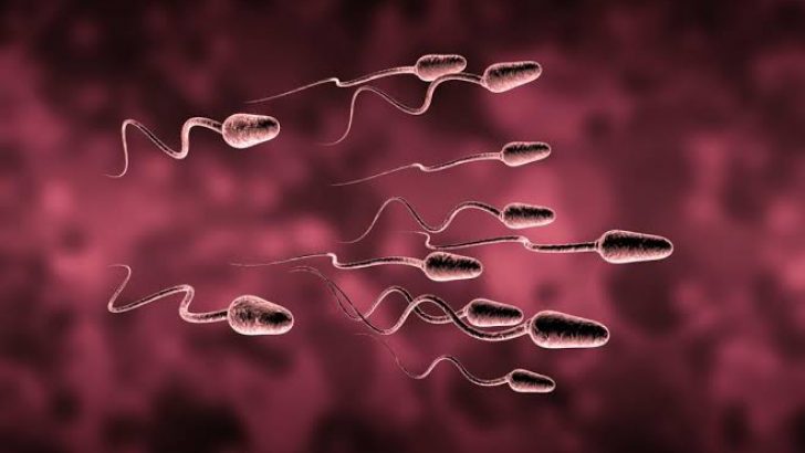Sperm sayısını artırmak ve güçlendirmek