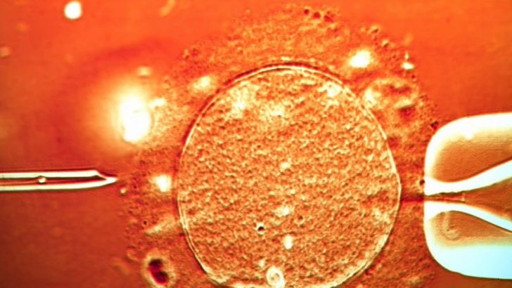Tüp bebek tedavilerinde embriyo neden tutunamaz ve tüp bebek tedavileri neden başarısız olur?