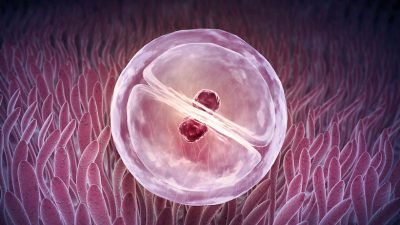 Embriyo hakkında 33 önemli bilgi
